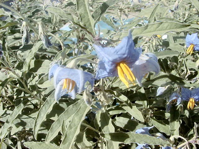 P1010141